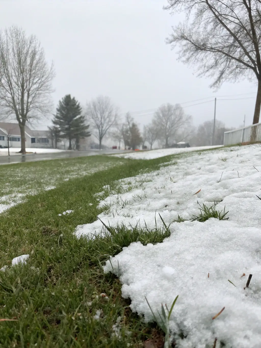 A snow-covered landscape with healthy trees and shrubs, showcasing Loera Greenscapes' winter care services, ensuring plants are protected from the cold.