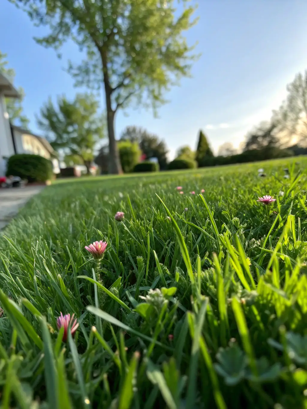 A perfectly manicured green lawn with even stripes, showcasing professional lawn care services by Loera Greenscapes.